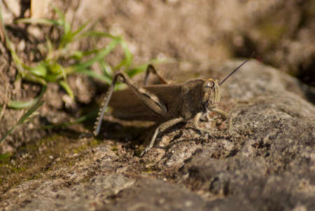 grasshopper with a single antennaの写真素材