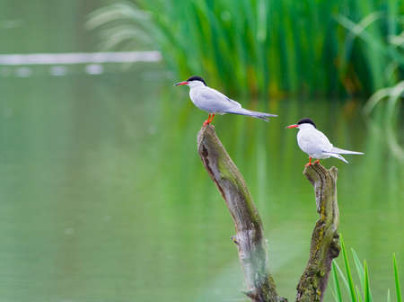 sterne waitingの写真素材