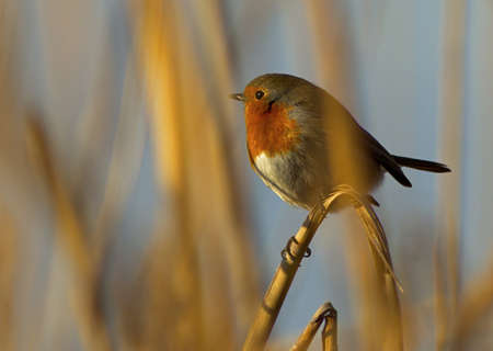 Pettirosso al tramonto