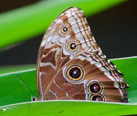 butterfly with an owl on the wings