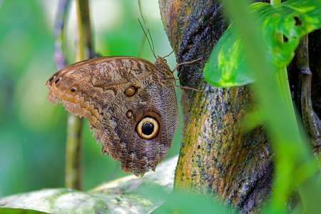 butterfly with an owl on the wings