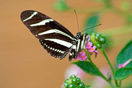 Tropical butterfly with white and black stringer wingsの写真素材