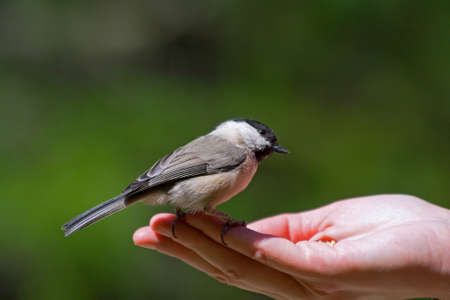 Black-capped Chickadee perched on an outstretched hand.の写真素材