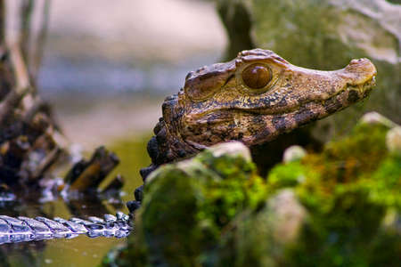 Portrait of Cub of a crocodile. Small crocodile cub already with a rage, threatening, opens a large-toothed mouth. New Guineaの写真素材
