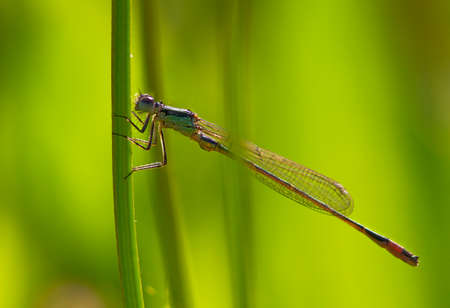 Close up Coenagrionidae dragonfly