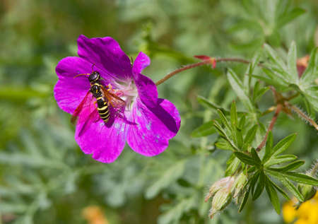An insect sitting on the violet blossom of a flower