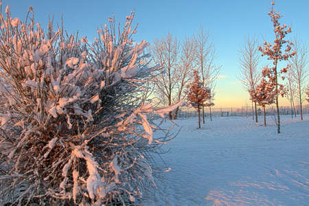 Winter landscape - small house among the illuminated frosty trees under falling snowflakes. Night winter scene with Christmas and New Year festive moodの写真素材
