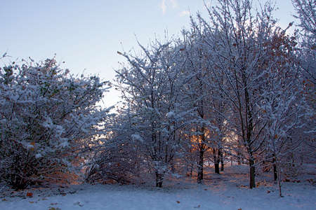 Cinisello Balsamo, snow-covered trees in the Grugnotorto parkの写真素材