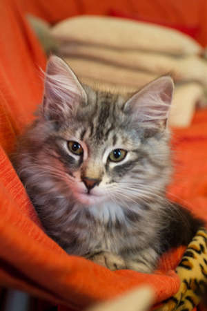 Norwegian Forest kittenの写真素材