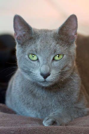 Russian Blue Catの写真素材