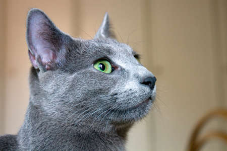 Russian Blue Catの写真素材