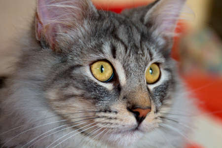 portrait of a Norwegian Forest Catの写真素材