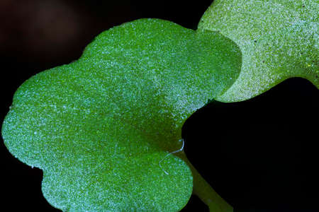 Herb branch on a black background focusstackingの写真素材