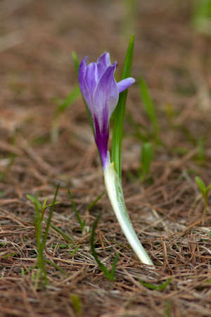 Single blooming flower crocus. A single crocus, a bunch of crocuses, a meadow full of crocuses.の写真素材
