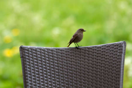 finch on a chair