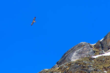 Natural flying adult bearded vulture (Gypaetus barbatus) at Gran Paradiso National Parkの写真素材