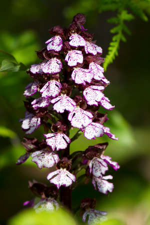 Wild Orchis plant at the Maiella national parkの写真素材