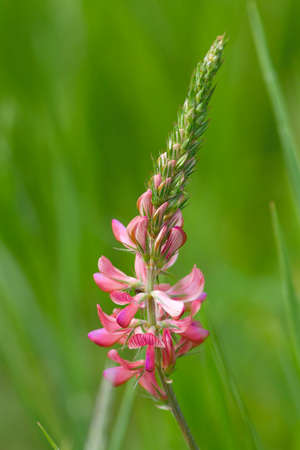 Wild Orchis plant at the Maiella national parkの写真素材
