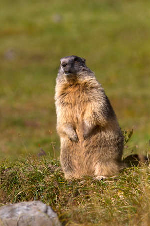 Marmot at Gran Paradisoの写真素材