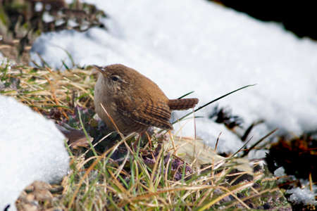 Wren in the snowの写真素材
