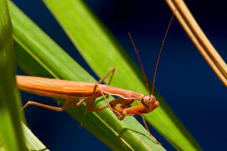 Macro shot of a Praying Mantis with forelegs and head