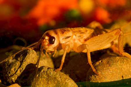 Cricket walking on the stonesの写真素材