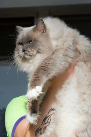 Portrait of Ragdol cat in feline expoの写真素材