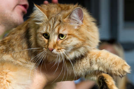 Close-up of Norwegian forest cat without in feline expo