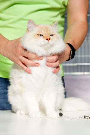 Portrait of Ragdol cat in feline expoの写真素材