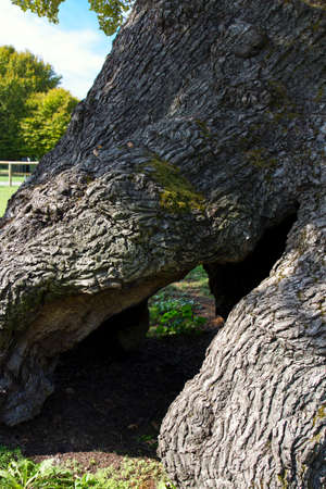 Secular oak tree in Fossalta di Portogruaro (Ve), almost 700 years oldの写真素材