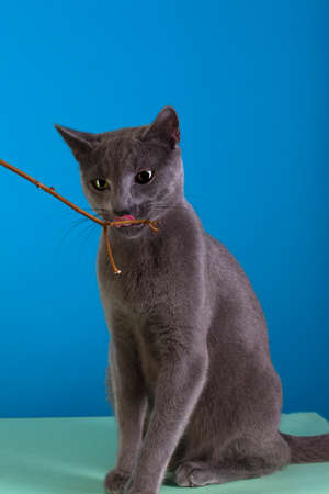 Cat posing at blue background.の写真素材