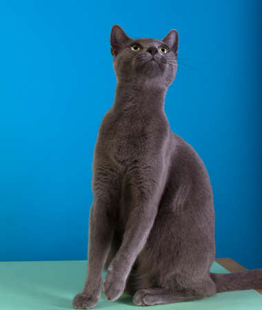 Cat posing at blue background.の写真素材