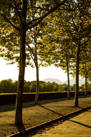 View of trees in autumn in a walkwayの写真素材