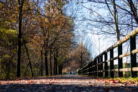 Autumn walkway in the park
