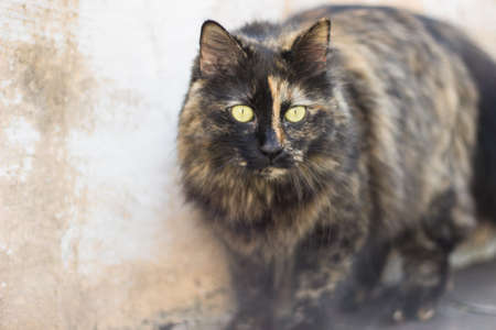 Close-up of a black and brown cat with large yellow eyesの写真素材