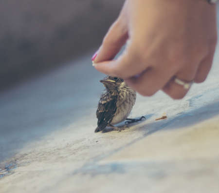 Girl hand feeding a cute little birdの写真素材
