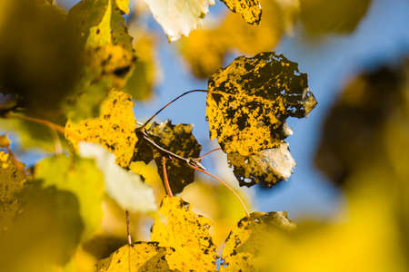 A branch of yellow and black aspen leaf against a blue sky with a disease called poplar necrosis.