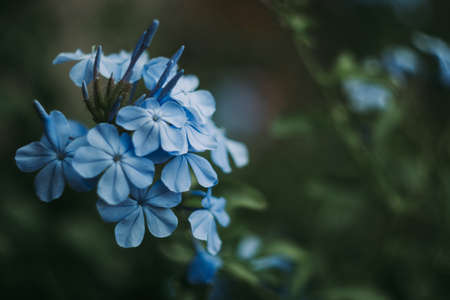 A beautiful cluster of blue plumbago flowers seen from the sideの写真素材