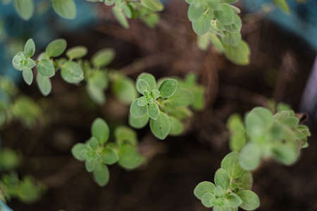 Fresh oregano leaves growing in the kitchen seen from above