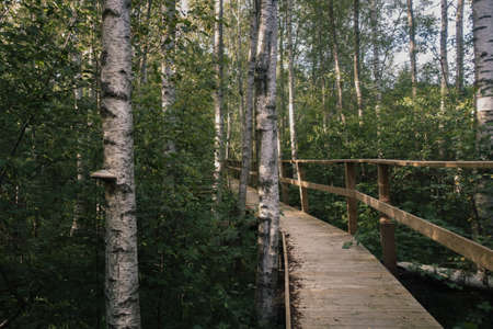 Wooden bridge among tress in a forest during the summer season. Hiking concept.