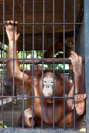 Sad Orang-utan in a cage.