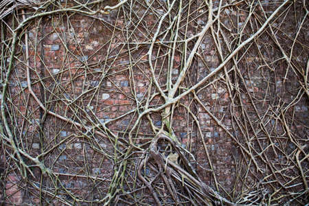 Tree root covered wall.の写真素材
