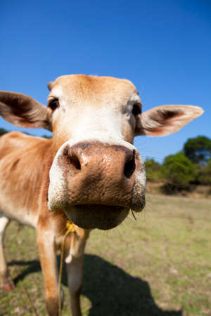 Curious cow close up. Focus on the nose.