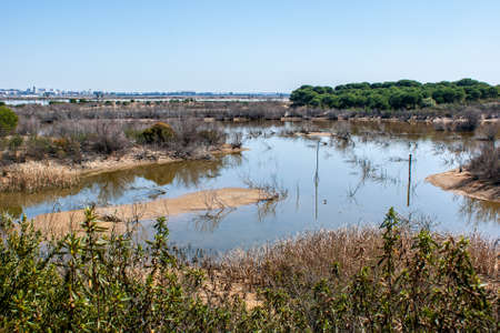 Marshes of the river Odiel With shrubs, trees and swampsの写真素材