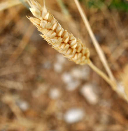 Field