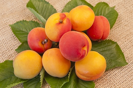 Delicious apricots on a background of leaves and sackclothの写真素材
