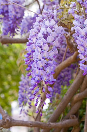 Purple wisteria, shallow focusの写真素材