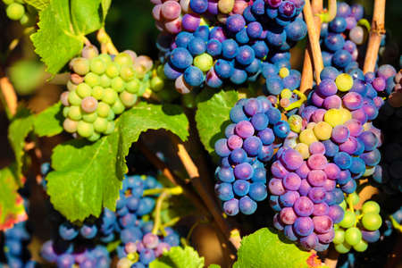 Red wine grapes burgundy vineyard franceの写真素材