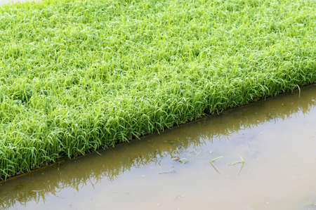 Young rice plant seedlings ready for planting growing in trays at edge of paddy fieldの写真素材