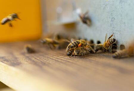 hive entrance, api in in ingresso nell'alveareの写真素材